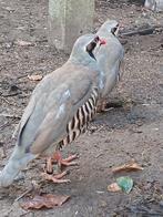 Chukar patrijzen  koppels, Animaux & Accessoires, Oiseaux | Oiseaux Autre