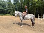 Prachtige 6-jarige allround merrie – lief eerlijk werkwillig, Dieren en Toebehoren, Paarden, Merrie, 160 tot 165 cm, Gechipt, 3 tot 6 jaar