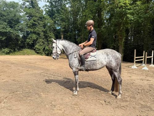Prachtige 6-jarige allround merrie – lief eerlijk werkwillig, Dieren en Toebehoren, Paarden, Merrie, 160 tot 165 cm, 3 tot 6 jaar
