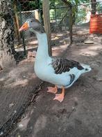 Vlaamse gans, Vrouwelijk, Gans of Zwaan