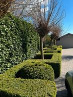 Gratis buxus, deels zelf uit te halen, Ophalen