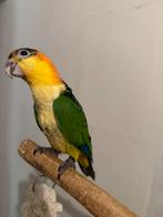 Handtamme roestkop caique, Dieren en Toebehoren, Vogels | Parkieten en Papegaaien, Papegaai, Pratend