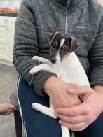 Jack russel pup uit geteste ouders, Dieren en Toebehoren, België, Particulier, Jack Russell Terriër, Reu