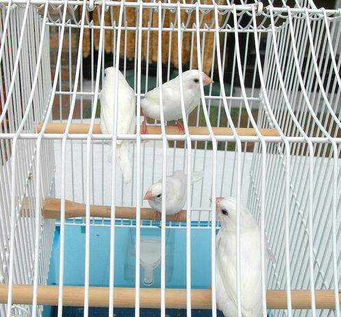 japanse meeuwtjes 2025, Dieren en Toebehoren, Vogels | Overige Vogels, Tropenvogel, Meerdere dieren, Tam