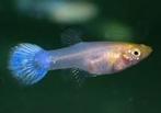 Guppy snow white female/neon bleu female en andere m/vr