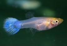 Guppy snow white female/neon bleu female en andere m/vr, Dieren en Toebehoren, Vissen | Aquariumvissen