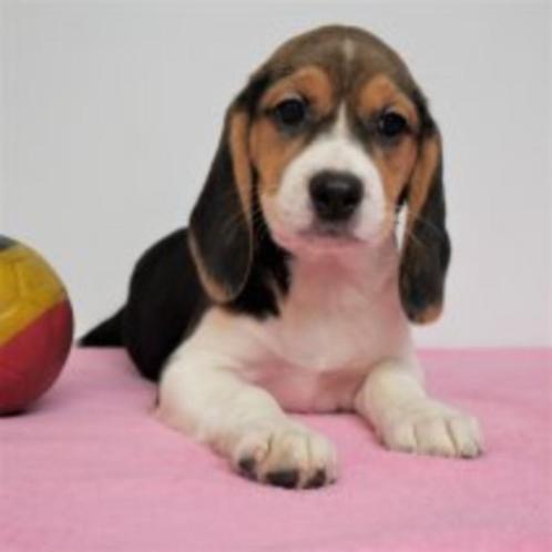 Beagle - chiots Belges à vendre, Animaux & Accessoires, Chiens | Beagles, Bassets & Chiens courants, Plusieurs animaux, Beagle