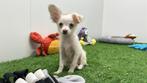 Kruising Chihuahua pups, Dieren en Toebehoren, België, 8 tot 15 weken, CDV (hondenziekte), Meerdere