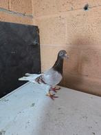 انتاي مراسلي للبيع, Ophalen