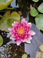 Waterlelie, Tuin en Terras, Ophalen