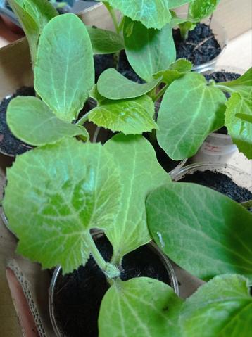 Beyaz Kabak | Courgette Planten, Ophalen