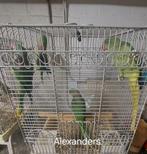 Kweekkoppels Alexander Parkieten, Meerdere dieren, Parkiet, Tam