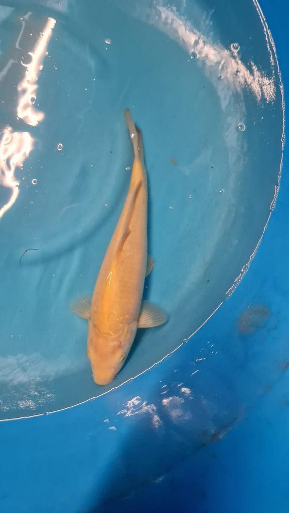 (Grote) koi eigen kweek te koop aan spotprijzen., Dieren en Toebehoren, Vissen | Vijvervissen