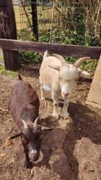 2 dwerggeiten (gecastreerde bok en geit) - 1.5 jaar oud, Dieren en Toebehoren, Schapen, Geiten en Varkens, Meerdere dieren, Geit