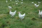 Poule de Bresse Hennen, Dieren en Toebehoren, Pluimvee