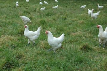 Poule de Bresse Hennen  beschikbaar voor biedingen