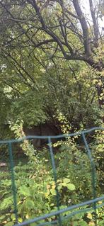 Arbres, Jardin & Terrasse, Plantes | Arbres, Autres espèces, Enlèvement, Ombre partielle, Printemps