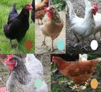 Toompje van vijf legkippen met verschillende kleuren eieren, Animaux & Accessoires, Volatiles, Poule ou poulet, Femelle