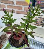 Aster tuinplant, Tuin en Terras, Planten | Tuinplanten, Vaste plant, Halfschaduw, Herfst, Ophalen