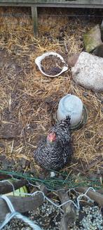 Gratis legkip, Dieren en Toebehoren