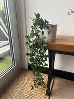 Nep hangplantje, Ophalen