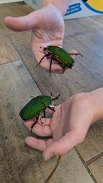 Mooi koppel mecynorrhina torquata.