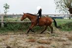 12 jarige merrie 1m69, Dieren en Toebehoren, Paarden, Merrie, B, Gechipt, 11 jaar of ouder