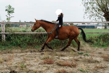 12 jarige merrie 1m69 beschikbaar voor biedingen