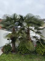 Palmier, Enlèvement