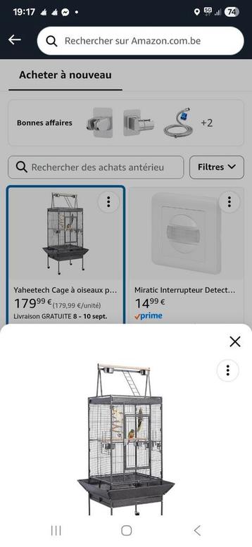 Papegaaikooi  beschikbaar voor biedingen