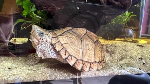 Sternotherus Minor schildpad, Animaux & Accessoires, Reptiles & Amphibiens, Tortue, 0 à 2 ans