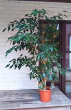 Weelderige Ficus Exotica, echte plant, +/- 125cm hoog, Ophalen, Ficus, 100 tot 150 cm, Halfschaduw