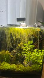 Drijfplanten, Dieren en Toebehoren, Ophalen, Zo goed als nieuw