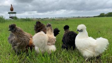 Jonge tamme zijdehoen kriel kippen, gesekst en ingeënt, Femelle, Poule ou poulet