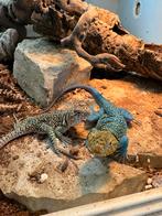 Varanus/ crotaphytus/ agame, Hagedis, Met terrarium, 0 tot 2 jaar