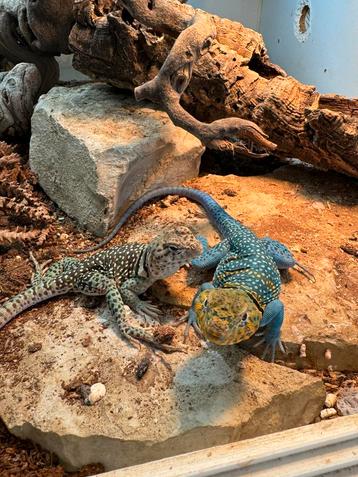 Varanus/ crotaphytus/ agame beschikbaar voor biedingen