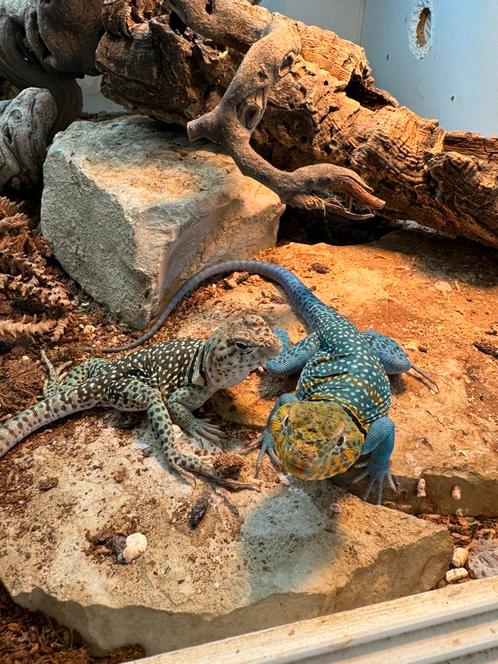 Varanus/ crotaphytus/ agame, Dieren en Toebehoren, Reptielen en Amfibieën, Hagedis, 0 tot 2 jaar, Met terrarium