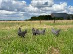 Jonge tamme Amrock kippen gesekst en ingeënt, Dieren en Toebehoren, Pluimvee