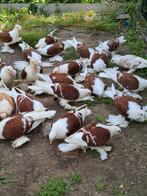 Saksische schildduiven, Dieren en Toebehoren, Vogels | Duiven, Meerdere dieren