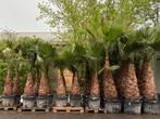 Washingtonia filifera (hybride), 250 tot 400 cm, Zomer, Palmboom, Ophalen