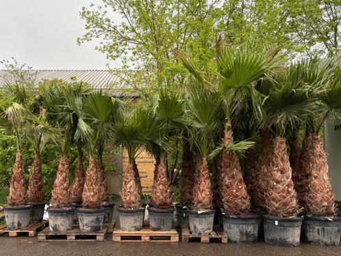 Washingtonia filifera (hybride), Tuin en Terras, Planten | Bomen, Palmboom, 250 tot 400 cm, Zomer, In pot, Ophalen