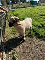 walliser Schwarznase ram, Dieren en Toebehoren, Schapen, Geiten en Varkens, Mannelijk, Schaap
