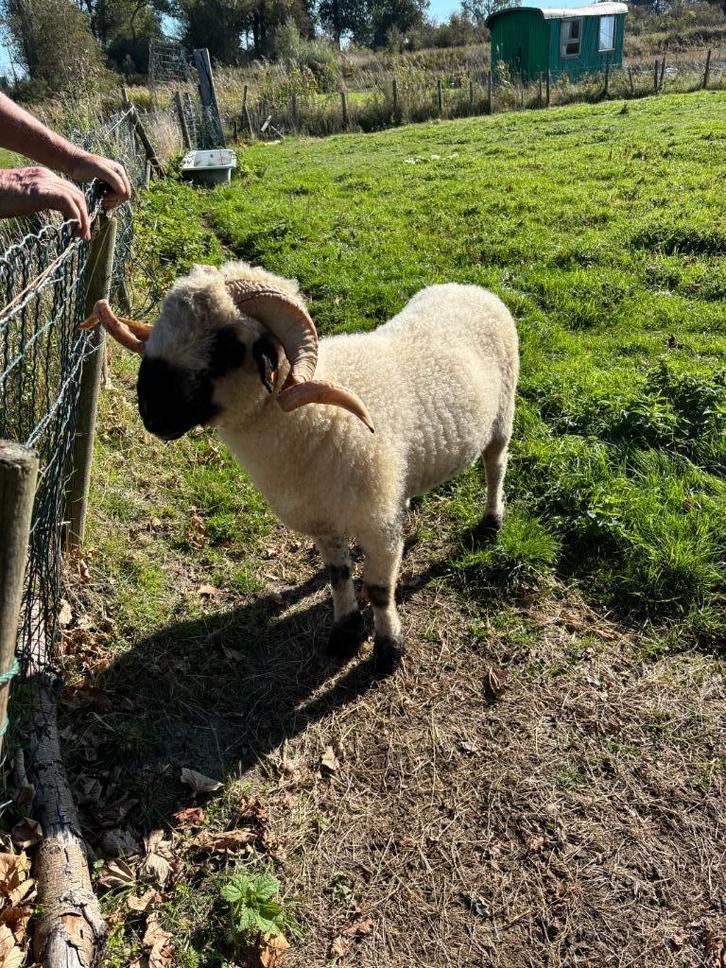 walliser Schwarznase ram, Dieren en Toebehoren, Schapen, Geiten en Varkens, Schaap, Mannelijk
