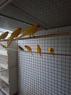 Kakerikies geel jonge vogels  45 euro koppel, Dieren en Toebehoren, Vogels | Parkieten en Papegaaien