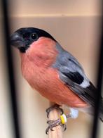 Noordse goudvinken, Dieren en Toebehoren, Vogels | Overige Vogels