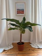 Bananen plant / Musa 1m05 hoog, Huis en Inrichting, Kamerplanten, Ophalen, 100 tot 150 cm, Palm, Volle zon