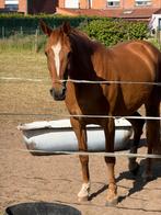 Leuke dressuurmerrie 11j, Dieren en Toebehoren, Paarden, Merrie, Gechipt, Dressuurpaard, L