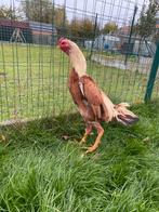 Hint shamo, Dieren en Toebehoren, Mannelijk, Kip