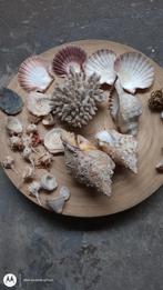Coquillage pour décoration, Ophalen