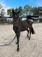 3 jarigge merrie uit beweze lijn, Dieren en Toebehoren, Merrie, Zadelmak